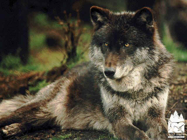 tmbrwolf2.jpg